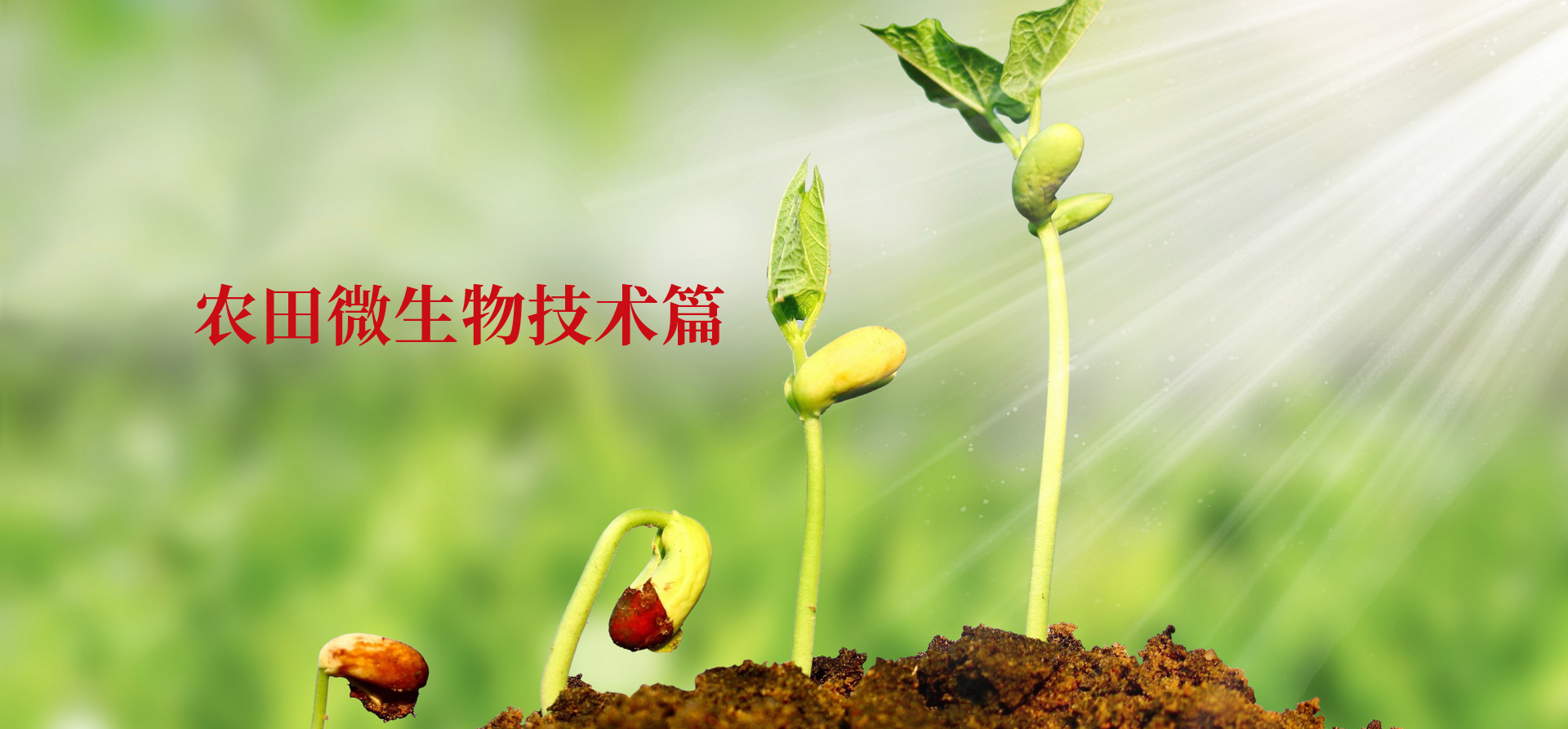 哪种花生叶面肥可以增进花生高产？？？